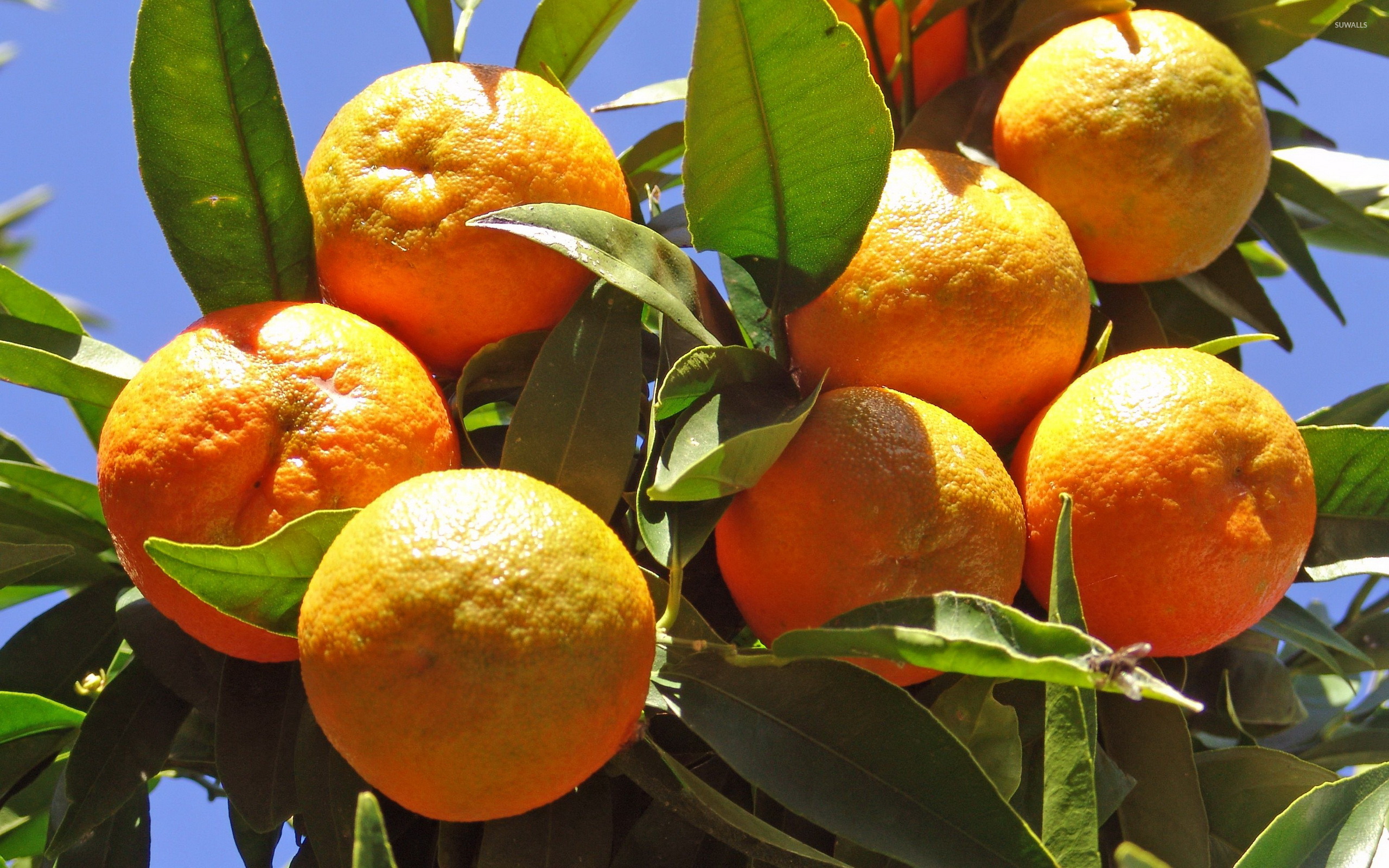 شجر البرتقال Oranges-in-the-tree-39694-2560x1600