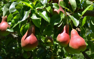 Pears in the tree wallpaper