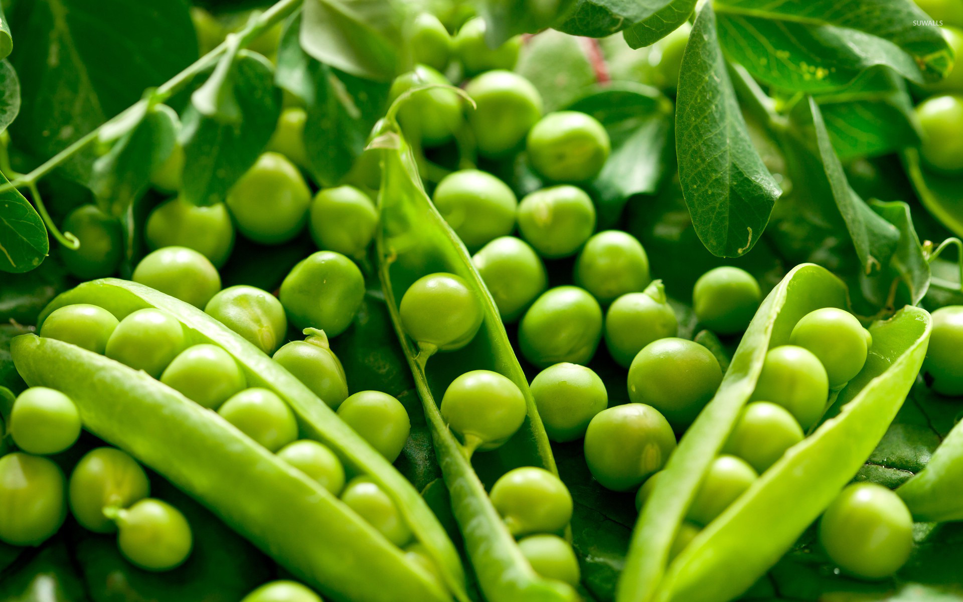 peas 17245 1920x1200