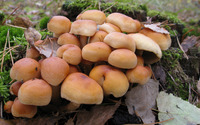 Pile of mushrooms wallpaper 2880x1800 jpg