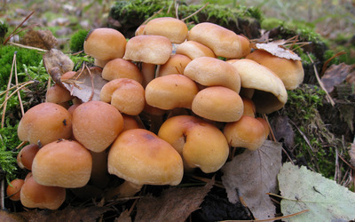Pile of mushrooms Wallpaper