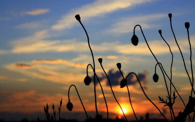 Poppy buds at sunset wallpaper