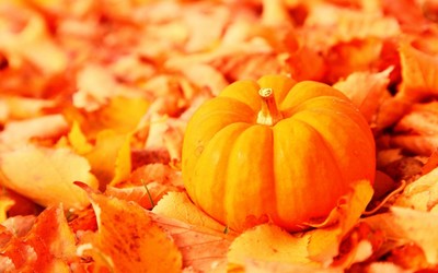 Pumpkin among the leaves wallpaper