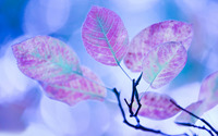 Purple leaves on a branch wallpaper 1920x1200 jpg