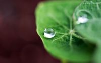 Raindrops on a green leaf wallpaper 2560x1600 jpg
