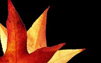 Red autumn leaves wallpaper 1920x1200 jpg