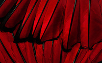 Red feathers wallpaper 1920x1200 jpg
