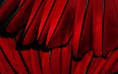 Red feathers wallpaper