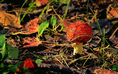 Red mushroom [2] wallpaper