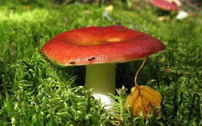 Red mushroom Wallpaper