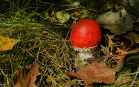 Red mushroom [3] wallpaper 2880x1800 jpg