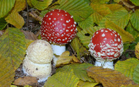 Red mushrooms wallpaper 2560x1600 jpg