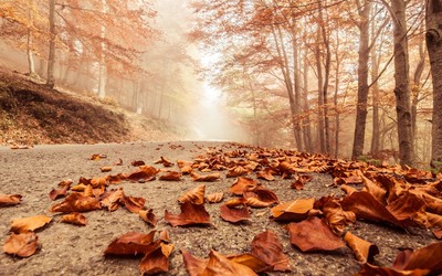 Rusty leaves on the forest road wallpaper