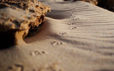 Sand wallpaper