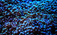 Sea anemone wallpaper 1920x1080 jpg