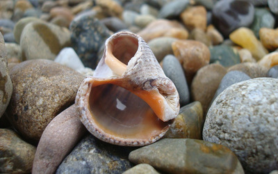 Seashell on pebbles wallpaper