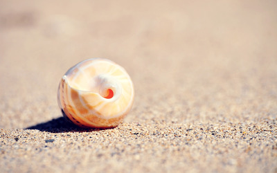 Shell in the sand wallpaper