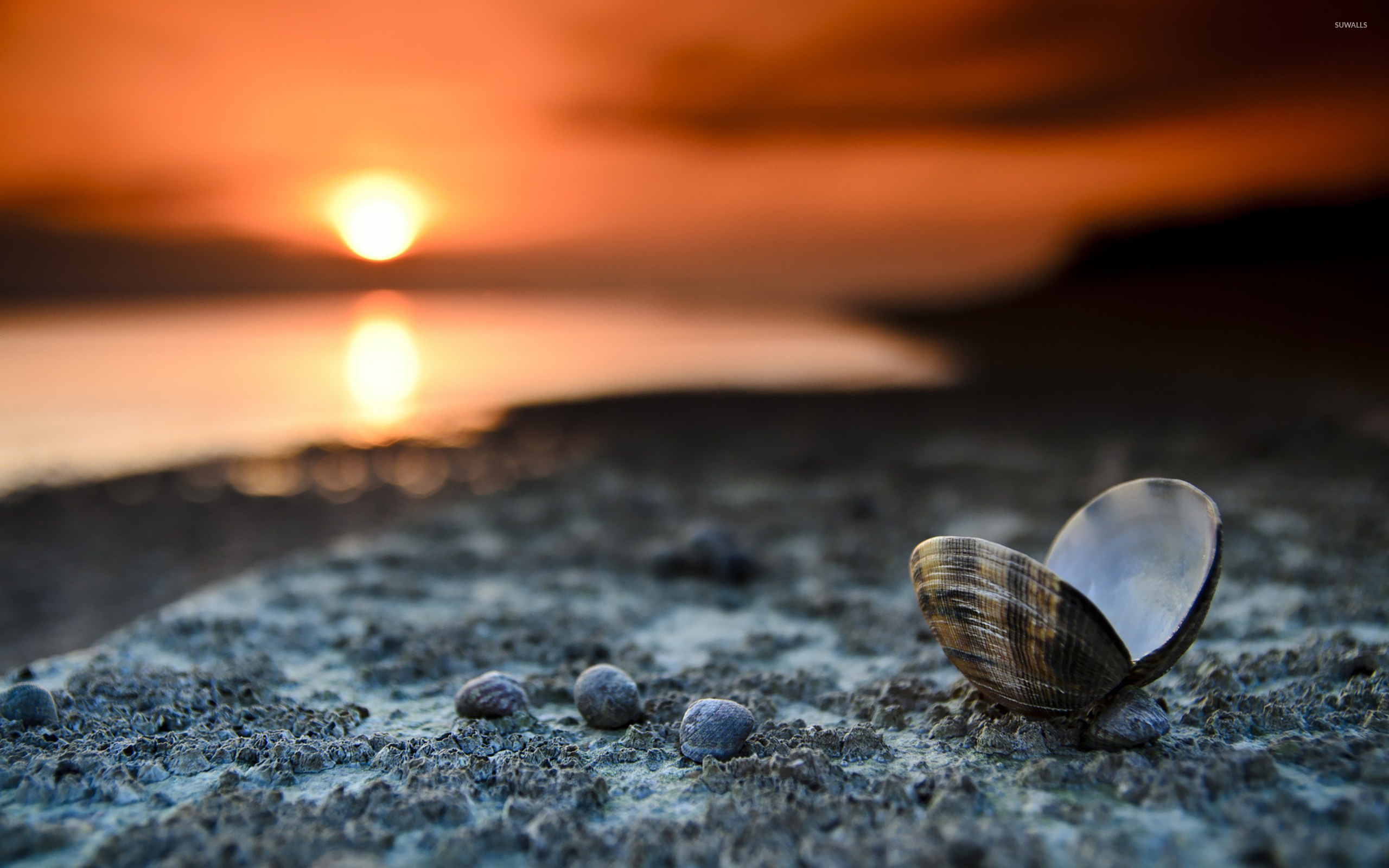 Shell on the beach wallpaper - Photography wallpapers - #18471