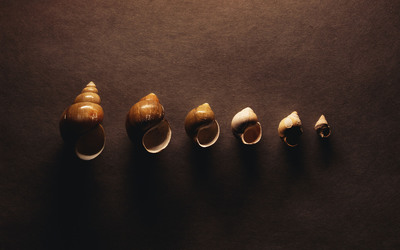 Shells wallpaper
