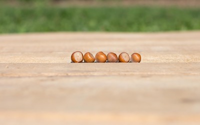 Six hazelnuts on the table Wallpaper