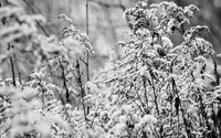 Snow bushes wallpaper 1920x1080 jpg