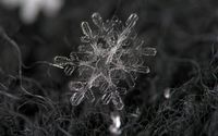 Snowflake [2] wallpaper 2560x1440 jpg