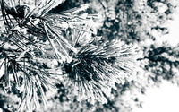 Snowy fir branches [2] wallpaper 1920x1080 jpg