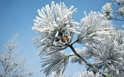 Snowy fir branches wallpaper