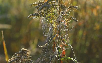 Spider web on a plant wallpaper