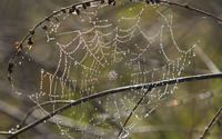 Spider web with water drops wallpaper 3840x2160 jpg