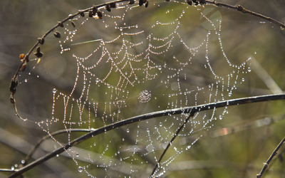Spider web with water drops wallpaper