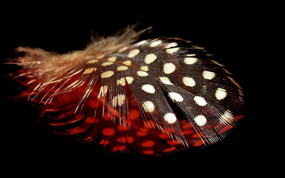 Spotted feather wallpaper