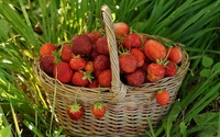 Strawberries in a straw basket wallpaper 1920x1200 jpg