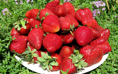Strawberries on a white plate Wallpaper