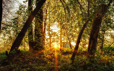 Sun rays in the forest wallpaper