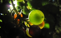 Sunlight through the grapes wallpaper 2560x1600 jpg