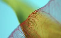 Translucent leaf wallpaper 1920x1080 jpg