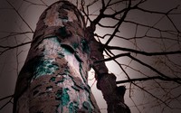 Tree bark [5] wallpaper 2560x1600 jpg