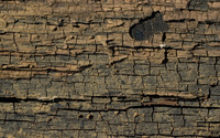 Tree bark [2] wallpaper 2880x1800 jpg