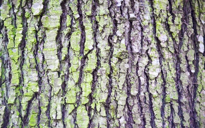 Tree Bark wallpaper