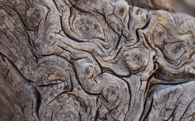 Tree bark [4] wallpaper