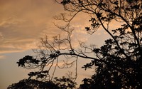 Tree branches at sunset wallpaper 2560x1600 jpg