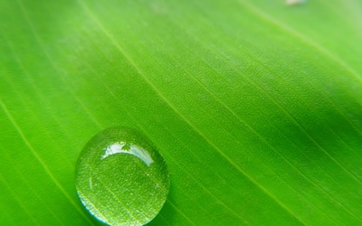 Water drop on a leaf wallpaper