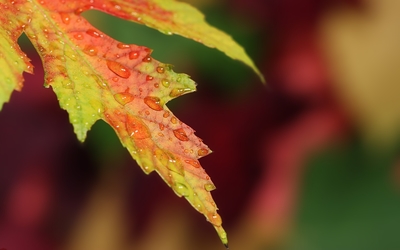 Water drops on autumn leaf wallpaper