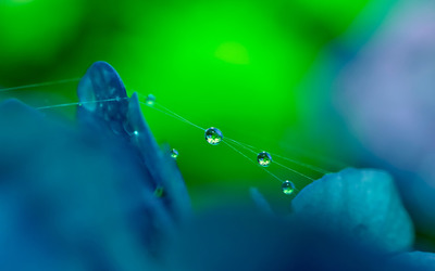 Water drops on spider web Wallpaper