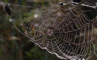 Water drops on spider web [2] wallpaper 1920x1200 jpg