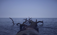 Tree trunk floating in the ocean wallpaper 2880x1800 jpg