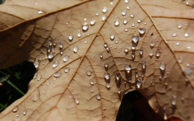 Wet leaf Wallpaper