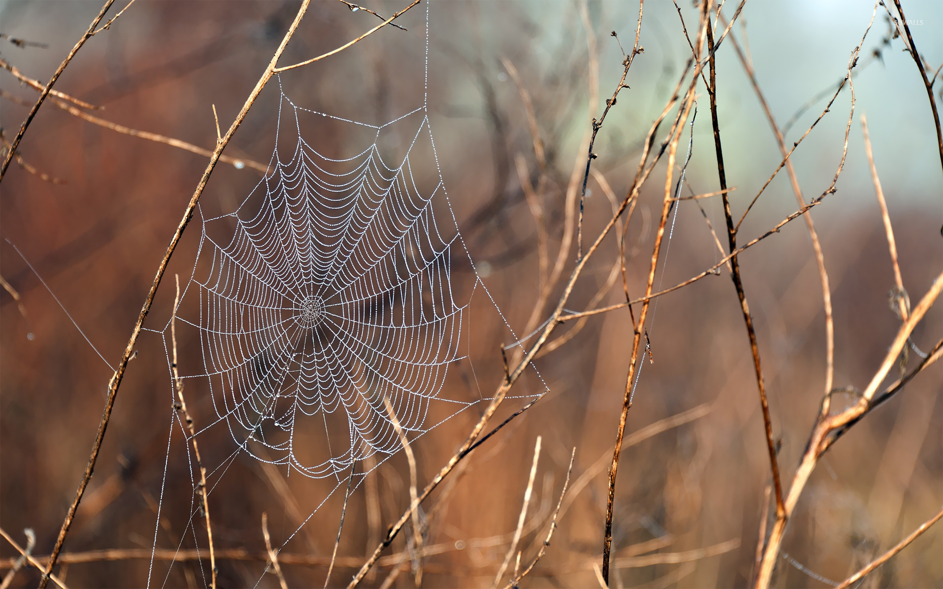 spiders web wallpaper