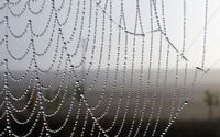 Wet spiderweb [2] wallpaper 1920x1200 jpg